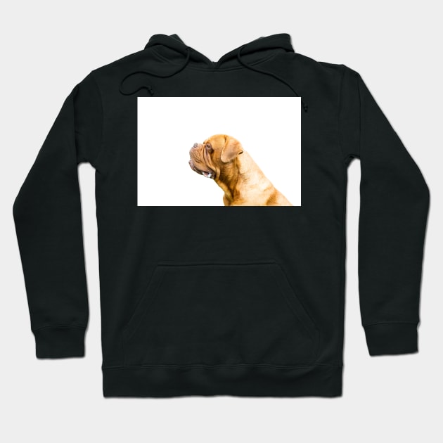 The Dogue de Bordeaux Or Bordeaux mastiff Hoodie by tommysphotos